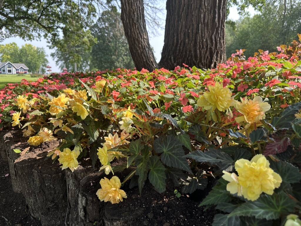 Gallery Bergeson Nursery