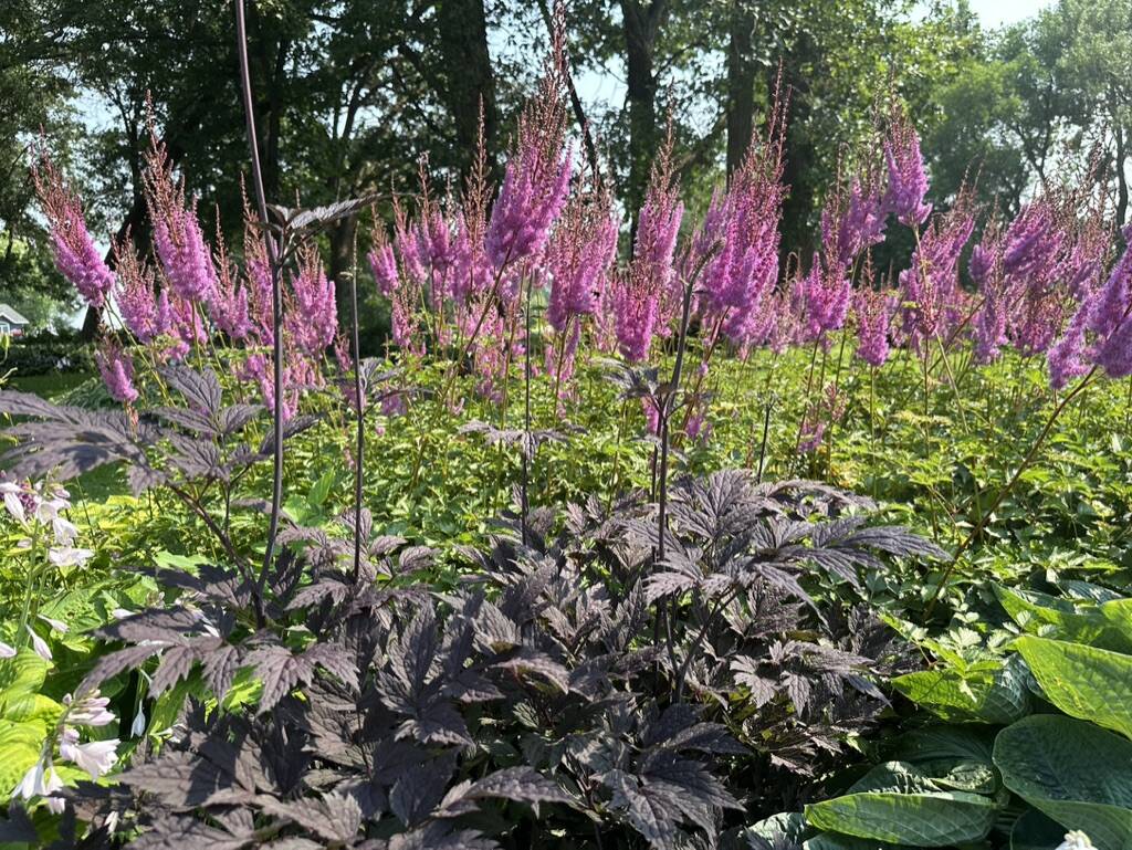 Gallery Bergeson Nursery