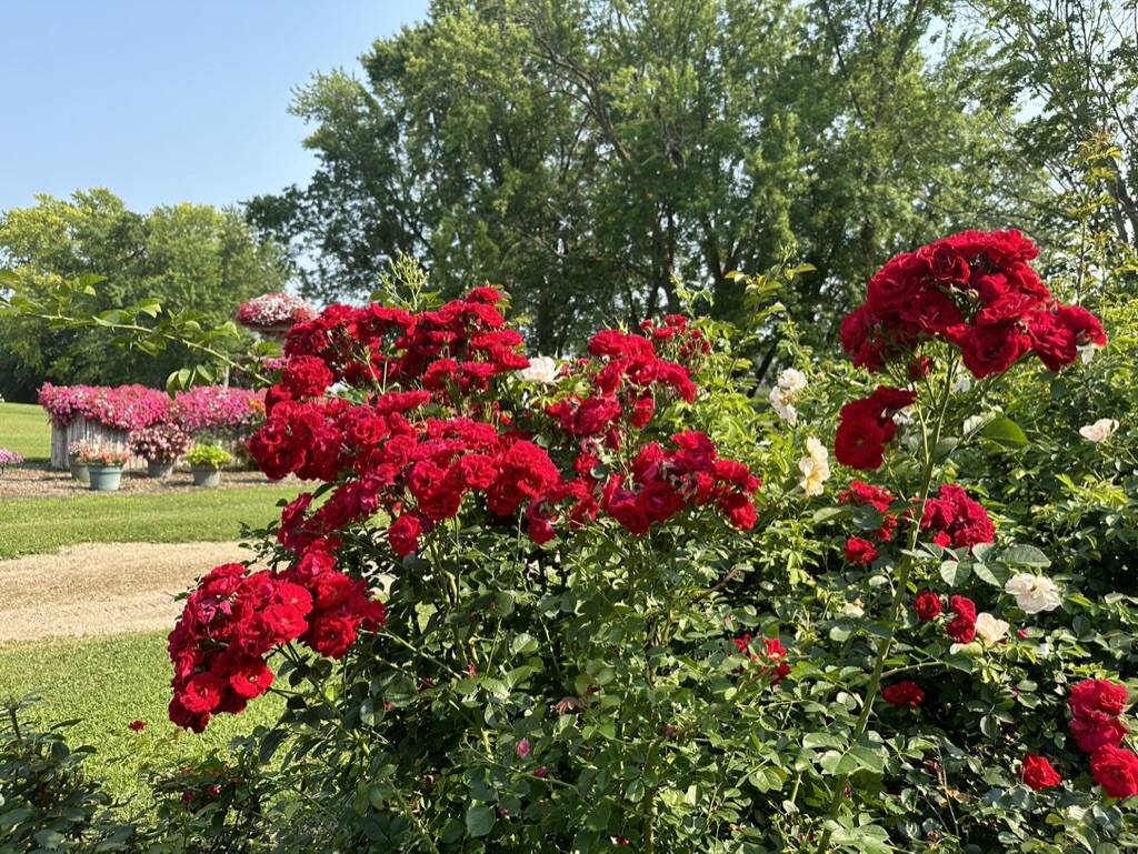 Gallery Bergeson Nursery