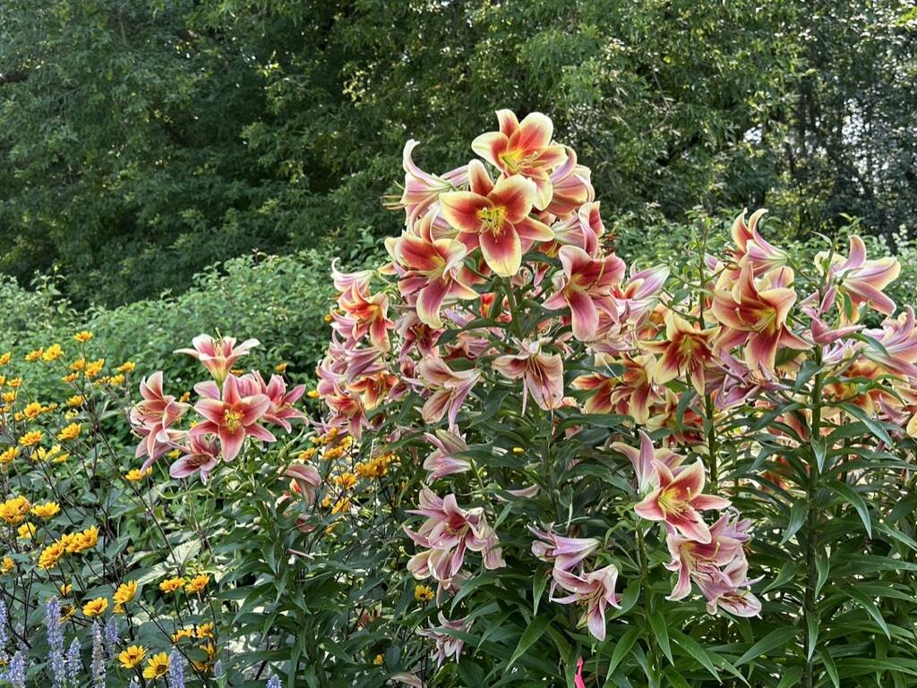 Gallery Bergeson Nursery