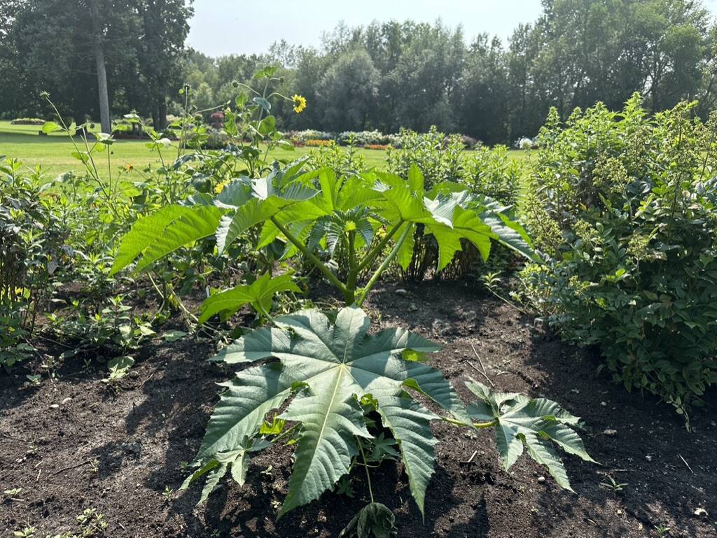 Gallery Bergeson Nursery